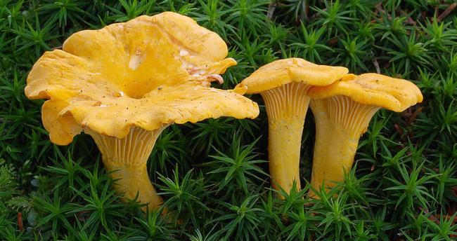 Лисичка обыкновенная (Cantharellus cibarius) фото и описание
