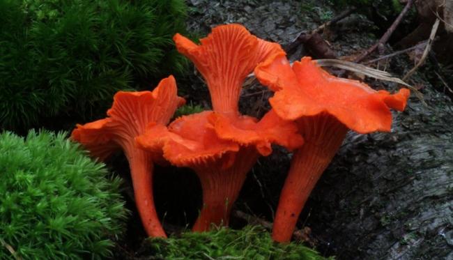 Семейство Лисичковые (Cantharellaceae)