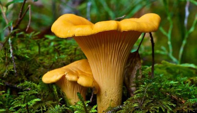 Семейство Лисичковые (Cantharellaceae)