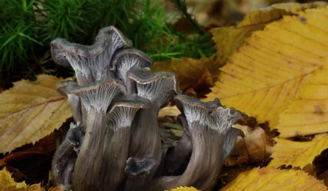 Семейство Лисичковые (Cantharellaceae)