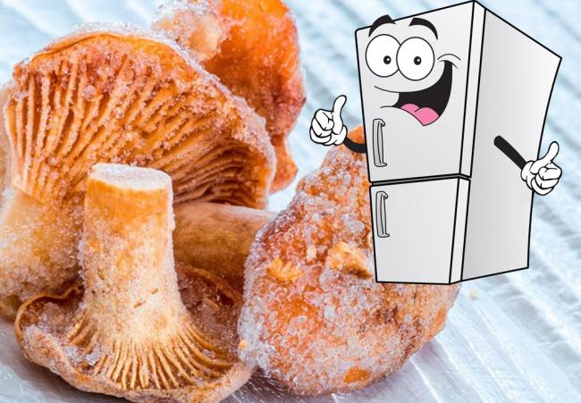 Как заморозить лисички на зиму, сырые или вареные, способы