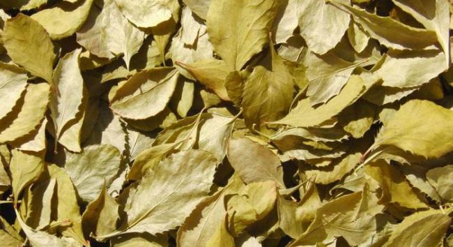 Сушёные листья барбариса для отвара Листья для отвара