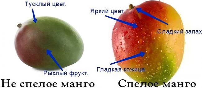 Как выбрать манго для вяления Манго и выбор