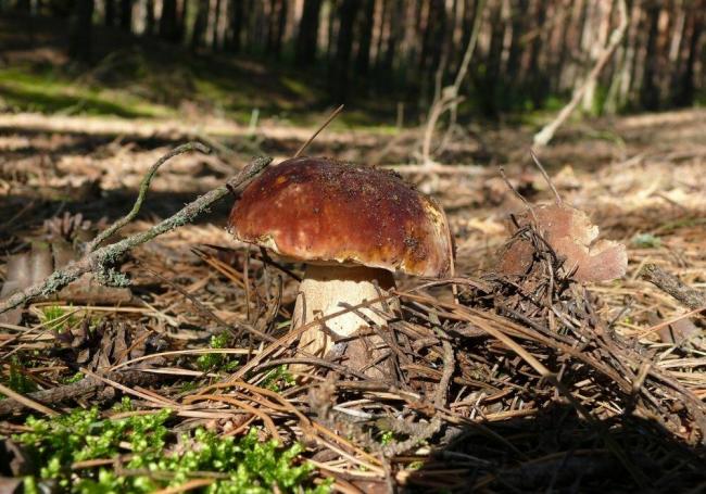 Поздний масленок в сосновом лесу Масленок растет в лесу