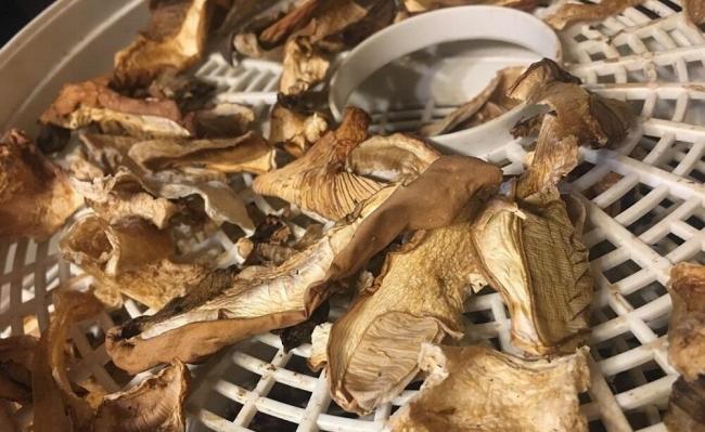 Приготовление маслят в электросушилке Маслята на электросушилке