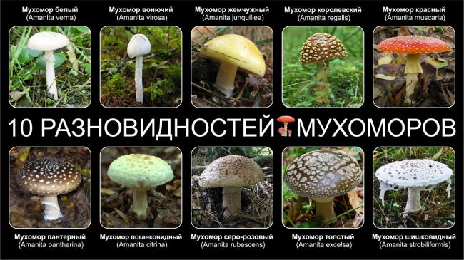 ТОП-10 ВЫБОР ГРИБОВ - YouTube