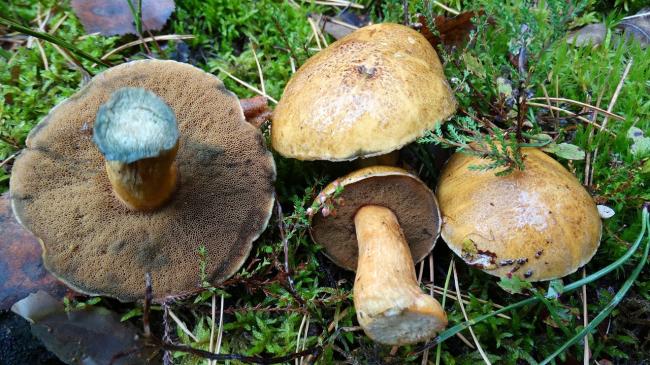 Маслёнок жёлто-бурый, или пёстрый (Suillus variegatus) - YouTube