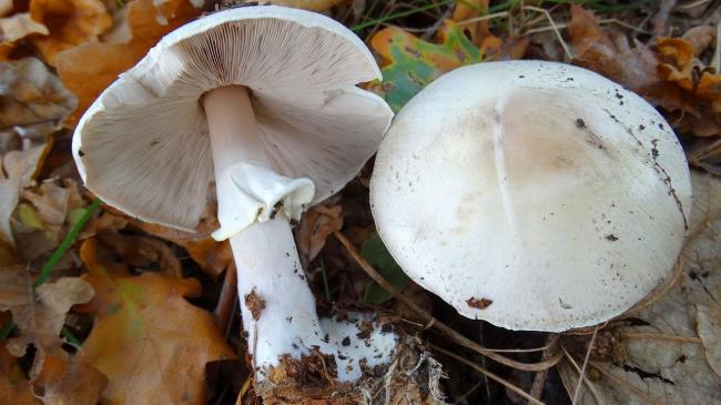 Гриб (Agaricus blazei) / Слендер-гриб - YouTube