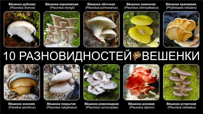 ТОП-10 ВЫБОРНЫХ ГРИБОВ ОЙОШЕНКИ - YouTube