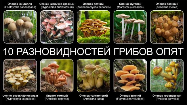 ТОП-10 ВЫБОР ГРИБОВ - YouTube