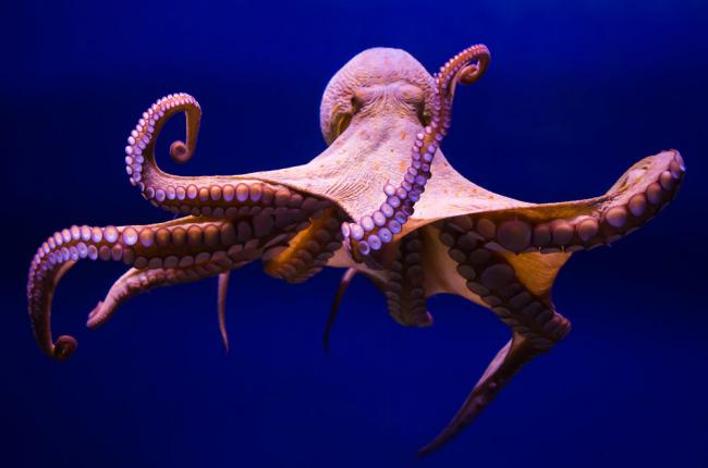 Осьминог в море Осьминог