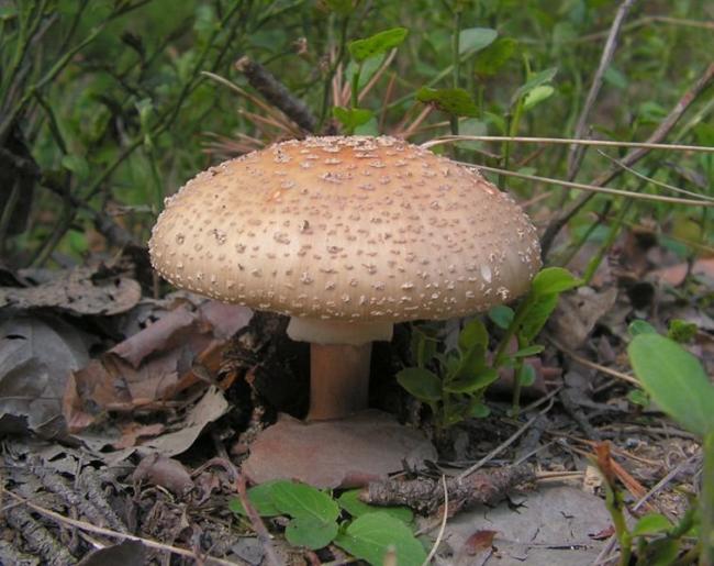 Мухомор серо-розовый (Amanita rubescens) фото и описание