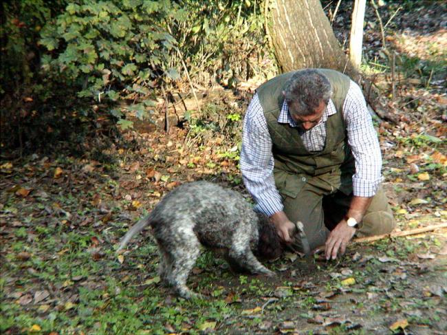 Как найти трюфель в России
