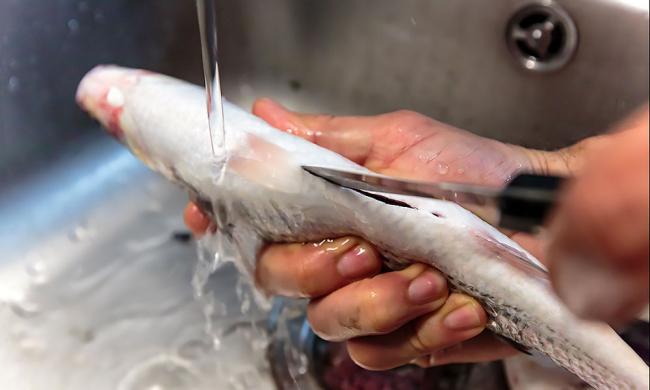 Очистка кефали от внутренностей Нож и кефаль