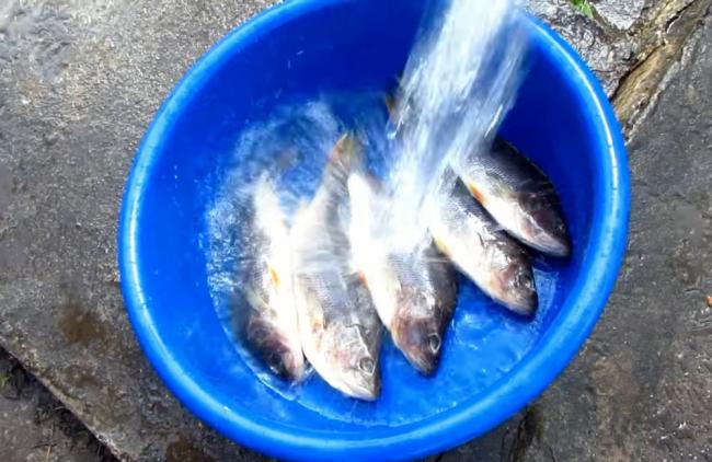 Рыбу заливают водой для вымачивания  В голубом тазу рыбу заливают водой