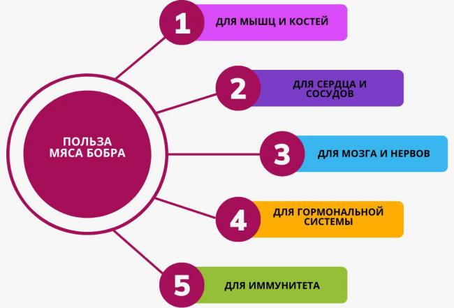 Чем полезно мясо бобра Польза мяса бобра
