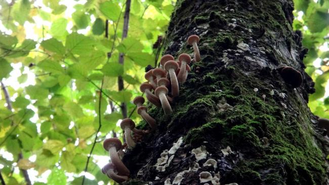 А вам нравится Armillaria mellea в королевстве?: alekseletskih — LiveJournal