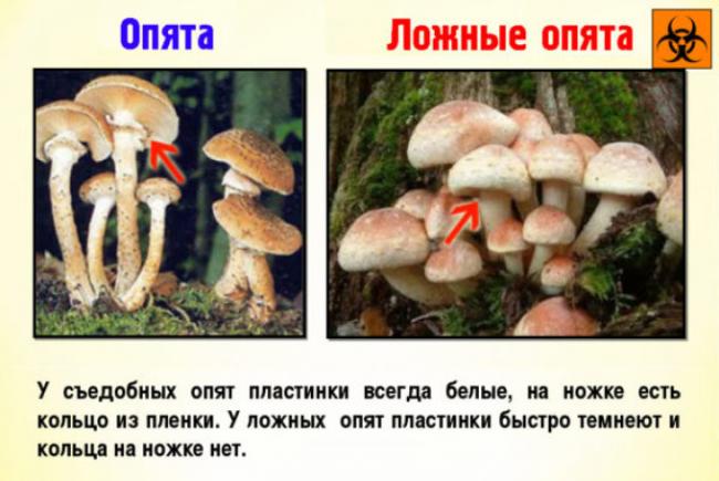 Разница между съедобными и ядовитыми грибами