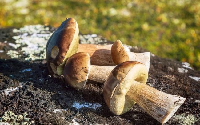 Какие бывают белые грибы