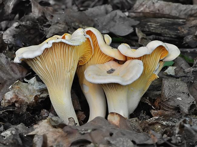 Семейство Лисичковые (Cantharellaceae)