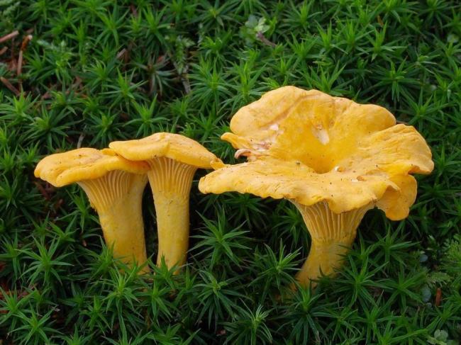 Семейство Лисичковые (Cantharellaceae)