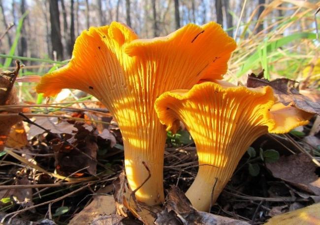 Семейство Лисичковые (Cantharellaceae)