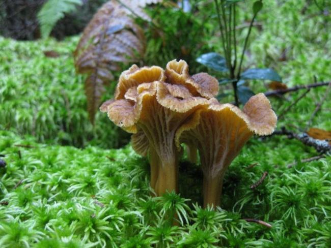 Семейство Лисичковые (Cantharellaceae)