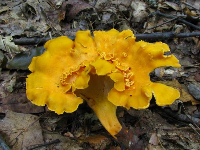 Семейство Лисичковые (Cantharellaceae)