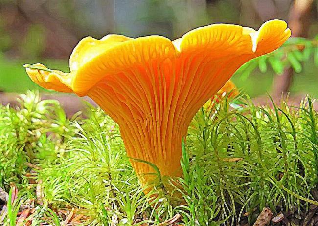 Семейство Лисичковые (Cantharellaceae)