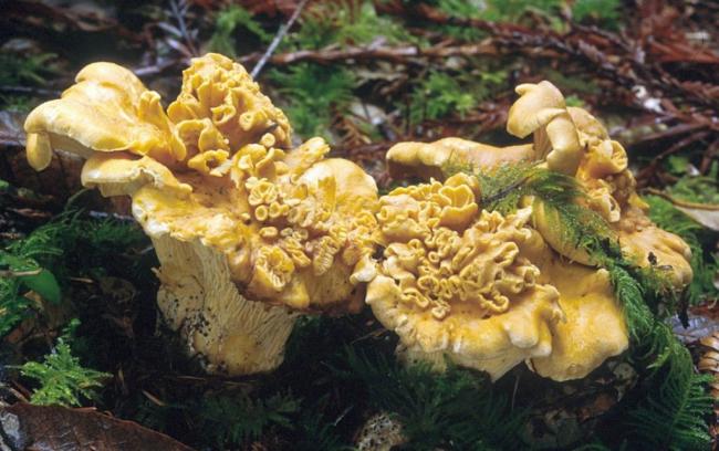 Семейство Лисичковые (Cantharellaceae)