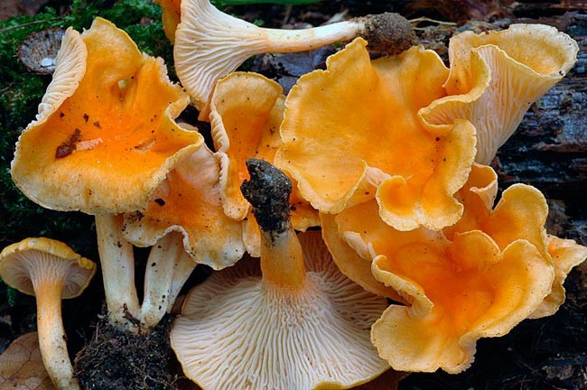 Семейство Лисичковые (Cantharellaceae)