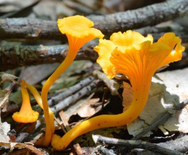 Семейство Лисичковые (Cantharellaceae)