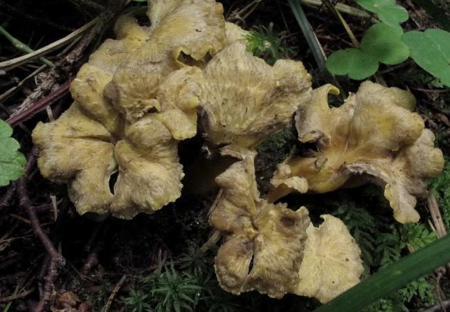 Семейство Лисичковые (Cantharellaceae)