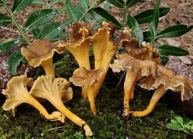 Семейство Лисичковые (Cantharellaceae)