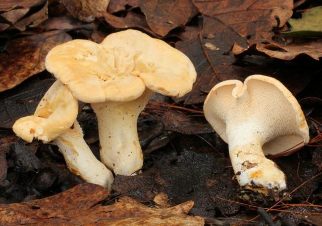 Семейство Лисичковые (Cantharellaceae)