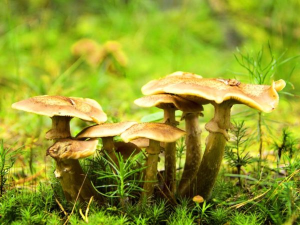 Вкус у молодежи и взрослых одинаковый