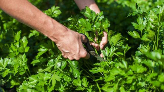 Сбор петрушки для сушки Петрушка и ножницы