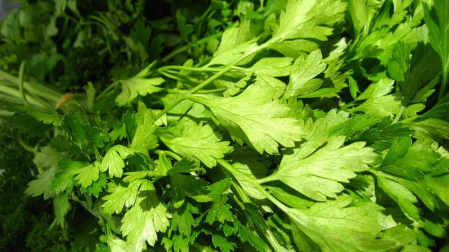 Петрушка сорта Титан для сушки Петрушка сорта Титан