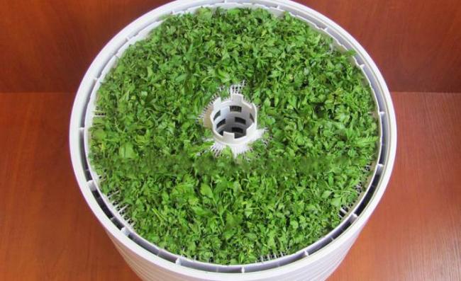 Раскладывание петрушки на поддоне электросушилки Петрушка в сушилке