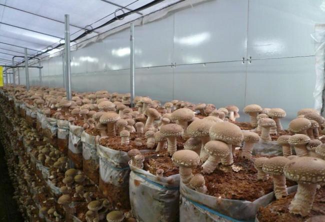 Выращивание белых грибов на приусадебном участке