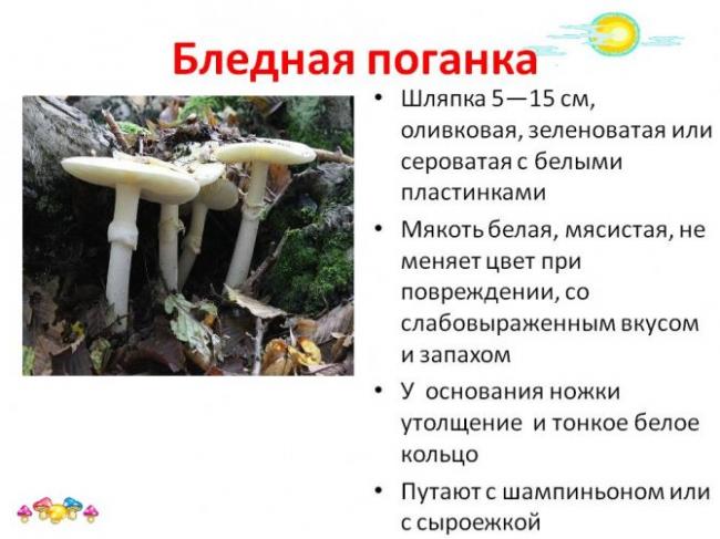 Грибы, похожие на поганки, но съедобные