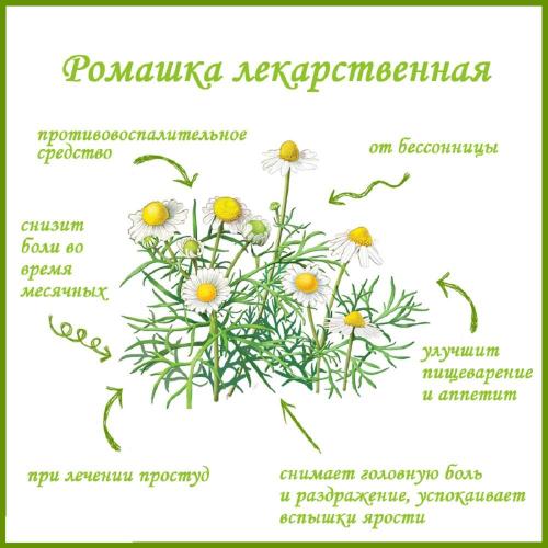 Полезные свойства ромашки Польза ромашки