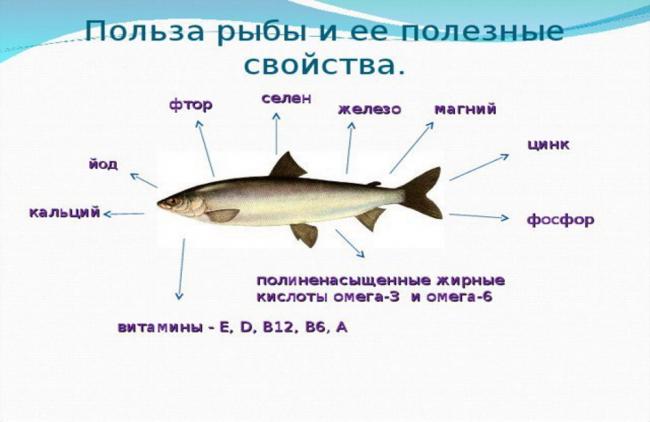 Полезные свойства рыбы Информационное изображение о пользе рыбы