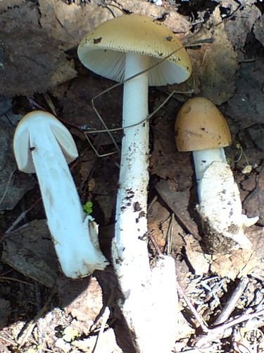 Шафрановые поплавки (Amanita crocea)
