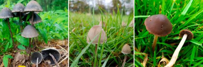 fungifeed_22636843_1993534200927159_2103465133773684736_n-1024x341.jpg