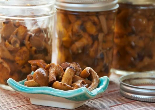 Чем отличаются лисички и рыжики
