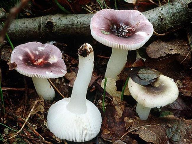 Сыроежка ломкая (Russula fragilis) описание изображения