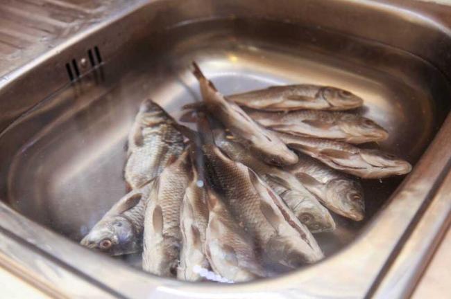 Вымачивание воблы перед сушкой Рыба в раковине с водой