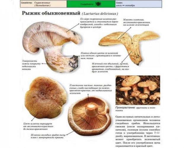 Морковь - морковное дерево Морковь - морковное дерево