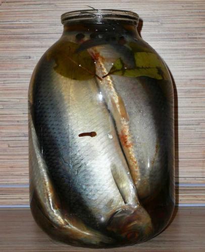 Копчение селедки Копчение сельди